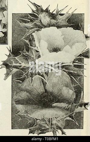 Dreer's Garten Buch 1927 (1927) Dreer's Garten Buch 1927 dreersgardenbook 1927 henr Jahr: 1927 Embothrium (Mexikanische oder Stacheligen Poppy) 1220 Hybrida Grandiflora. Robuste Buchsen ungefähr 3 Fuß hoch, mit sehr dekorative Hellgrün, stachelige Laub, mit klaren silbrig Mittelrippe und Venen und Poppy Blüten der seidigen Textur, über 3 cm lang, in verschiedenen Schattierungen von Gelb bis cremig-weiß. Es kommt in Blüte Anfang Juli und läuft ohne Unterbrechung bis November. Am besten ist es, den Samen, wo sie vorgesehen sind, sobald der Boden ist warm Blüte zu säen, und sollte einen sonnigen Standort haben, eine Stockfoto