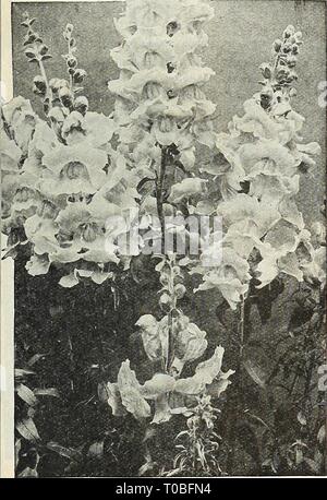 Dreer's Garten Buch 1924 (1924) Dreer's Garten Buch 1924 dreersgardenbook 1924 henr Jahr: 1924 Dreer des Antirrhinums Arctotis Grandis ANTIRRHINUM (snapdragon) Innerhalb der letzten paar Jahre Snapdragons immens populär geworden. Dies ist nicht auf die Frage an, wie sein, ob für das Schneiden oder für die Show im Garten verwendet, die eine der wertvollsten Blüten, die leicht aus Samen gezogen werden kann. Wir bieten zwei verschiedene Arten, das grosse - Blühende, hoch wachsenden oder Riesen, und der ebenso Großblütigen, halb Zwerg Vielfalt. In unseren Prüfungen die Saat aus Türen die firsc Woche im Mai kamen in Bloom e Stockfoto