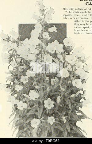 Dreer's Garten Buch 1924 (1924) Dreer's Garten Buch 1924 dreersgardenbook 1924 henr Jahr: 1924 74 pjiyA - iMm.^ zuverlässige BLUMENSAMEN. &Gt; HIHM" HR1 | CAMPANULA MEDIUM ODER CANTERBURY BELLS Frau Ely, Autor von "der Frau Hardy Garten", sagt: "Die Samen sollten bis Mitte April gesät, in fein zubereitet, reichen Boden - die Farben in separaten Zeilen - und wenn das Wetter trocken ist, sollten Sie eine gründliche Bewässerung spät am Nachmittag gegeben werden. Die bis zum 15. Juli die kleinen Pflanzen sollte entweder zu den Orten, an denen Sie sind im folgenden Sommer zu blühen, oder Sie dürfen vorübergehend in Ro eingestellt werden verpflanzt werden. Stockfoto