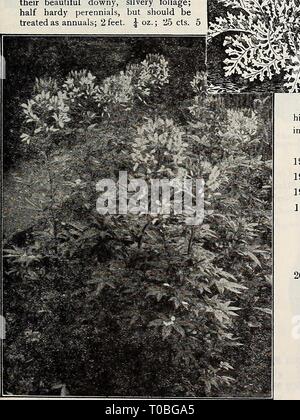 Dreer's Garten Buch 1917 (1917) Dreer's Garten Buch 1917 dreersgardenbook 1917 henr Jahr: 1917 HWADREER - PHILADELPHIA 4> ein REUA 61 AAL 0 WER SAMEN 79 ZINERARIE. Schöne blühende Pflanzen für das Haus oder Wintergarten in den Frühlingsmonaten. Saatgut sollte von Mai bis September für die Nachfolge gesät werden. Wo nur eine Aussaat ist, sollten Juli vorgezogen werden. Cinera - rias wachsen so frei, dass die Sämlinge direkt aus den Samen gehen können - Pfannen - Töpfe zu blättern. Nach dem Umpflanzen, in einen kalten Rahmen nach Norden, wenn möglich. Wenn die Töpfe voll Wurzeln geworden, Shift in größere, bis die flowerin Stockfoto
