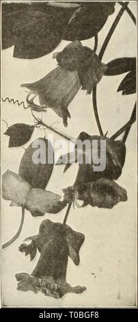 Dreer's Garten Buch 1925 (1925) Dreer's Garten Buch 1925 dreersgardenbook 1925 henr Jahr: 1925 COBAEA SCANDENS Stockfoto