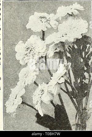 Dreer's Garten Buch 1927 (1927) Dreer's Garten Buch 1927 dreersgardenbook 1927 henr Jahr: 1927 Stockfoto