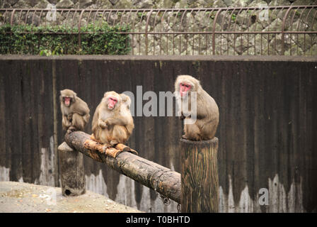 Makaken in einem kleinen Zoo auf dem Mount Inasa, Nagasaki, Kyushu, Japan Stockfoto