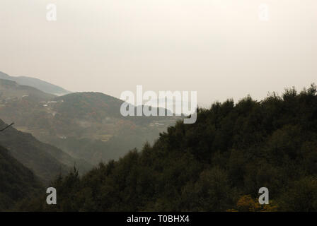 Wald der Präfektur Nagasaki, Nagasaki, Kyushu, Japan Stockfoto