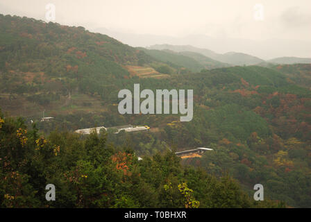 Wald der Präfektur Nagasaki, Nagasaki, Kyushu, Japan Stockfoto