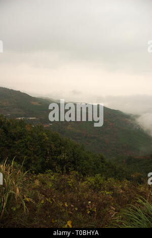 Wald der Präfektur Nagasaki, Nagasaki, Kyushu, Japan Stockfoto