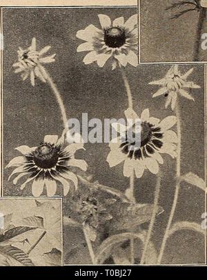 Dreer's Garten Buch 1919 (1919) Dreer's Garten Buch 1919 dreersgardenbook 1919 henr Jahr: 1919 Stockfoto