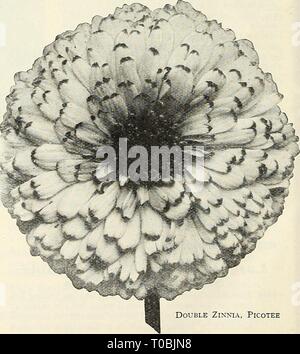 Dreer's Garten Buch 1930 (1930) Dreer's Garten Buch 1930 dreersgardenbook 1930 henr Jahr: 1930 Doppel Zinnia, Sieg übersehen Sie nicht die Zinnien auf den Seiten 116 und 117 angeboten Stockfoto