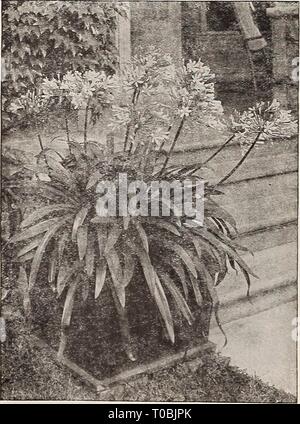 Dreer's Garten Buch 1917 (1917) Dreer's Garten Buch 1917 dreersgardenbook 1917 henr Jahr: 1917 ACHYRANTHES. Acuminata. Bronzy-lila Laub. Emersoni. Schmale, tief rot Laub. Victor Brossilon. Laub reiche Crimson. 10 cts. Jedes; $ 1,00 pro dtz.; $ 8,00 pro 100. ^ SCHYNANTHVS. Grandiflorus. Eine hübsche Trailing oder Korb Anlage für die Win-dow oder Wintergarten, mit attraktiven orange-roten Blüten, 25 cts. Jedes. AGAPANTHUS. Umbellatus (Blaue Lilie der Nil.) Eine herrliche Orna-geistige Werk, Lager Cluster von hellen, blauen Blüten auf 3-Fuß lange Blütenstiele und dauerhaften eine lange Zeit in der Blüte Stockfoto