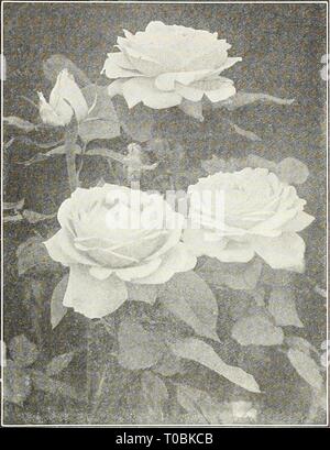 Dreer's Garten Buch 1926 (1926) Dreer's Garten Buch 1926 dreersgardenbook 1926 henr Jahr: 1926 (flEmyABim! Wählen Sie^^ RMilS&gt; HIMPEliPHR] k 131 Neue Hybrid-Perpetual Rose Mme. Albert Barbier (Barbier Bros 1925) Es hat einige Jahre her, seit wir alles neu in ofEered Hybrid-Perpetual Rosen, in der Tat, die Hybridizers der Rose Welt scheinen ihre Studien und Energien ganz andere Arten, insbesondere für Hybrid- und Pernetiana hybriden gewidmet zu haben und wenn das orginators uns gesandt, diese Sorte für die Studie haben wir nicht erkennen, was eine angenehme Überraschung war für uns. Das Saatgut übergeordnete Stockfoto