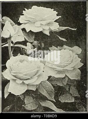 Dreer's Garten Buch 1922 (1922) Dreer's Garten Buch 1922 dreersgardenbook 1922 henr Jahr: 1922 Hybrid-Perpetual Rose George Arends Hardy Hybrid = Perpetual Rosen Sorten, die unten aufgeführt sind, zweifellos der Beste, die im^ Hybrid-Perpetual Klasse, die vor der Entwicklung der Hybride Tees, war die populärste Art für Garten Pflanzen ausgewählt werden können, und auch jetzt trauen sie sich nicht übersehen werden, sondern sollten ausführlich in Verbindung vrith der anderen Art, vor allem in Gemeinden, in denen die winterhärte der Hybrid-Tea Sorten wurde nicht nachgewiesen werden. Die Sammlung ihr Stockfoto