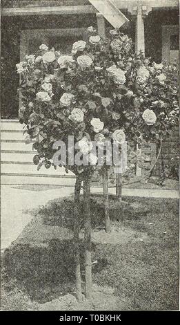 Dreer's Garten Buch 1931 (1931) Dreer's Garten Buch 1931 dreersgardenbook 1931 henr Jahr: 1931^^'^SELjEST flEHgyAMlEEIL OSBS ich 139 Neue ^ Hybrid-Rugosa Rosen rot F. J. Grootendorst. Das könnte richtig einen Rugosa Baby, es wird ein Kreuz zwischen Rugosa und die Crimson Baby oder Polyantha aufgerufen werden. Stellen Sie sich vor, ein Strauch wie Rugosa Rose bedeckt mit Traversen von crimson Baby Rosen, und Sie werden eine faire Con-übersetzungsaktes dieses neuen Hybridsorte. Es ist nicht eine Rose, die j'ie möchten Sie sich mit Ihrem Bett von Hybrid-Tea oder Hybrid-Per petual zu pflanzen - Rosen, aber ist wertvoll, um Pflanze als isolierte Probe oder in einer Masse in einem Stockfoto