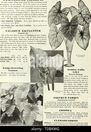 Dreer's Garten Buch 1922 (1922) Dreer's Garten Buch 1922 dreersgardenbook 1922 henr Jahr: 1922 142/flEHiyAiMm^ GARTEN"™-Gewächshaus Pflanzen & gt; FANGY HlLMlEIiPHR] k-I^EAVED CALADIUMS Keine anderen Sommer Laub Pflanze ist gleich der phantastischen Caladiums in Reich und wunderschön, doch weich Färbung. Alle Sorten sind von Marvel-lous Schönheit für die Möblierung der Wintergarten in den Sommermonaten für Balkonkästen, oder sogar im freien Betten in schattigen oder semi-schattige Plätze. Ihre Kultur ist vollständig in unser Buch beschrieben, Hinweise "Reer auf den Anbau von Zwiebeln." Preis, 25 cts. pro Kopie, oder wird gesendet werden Stockfoto