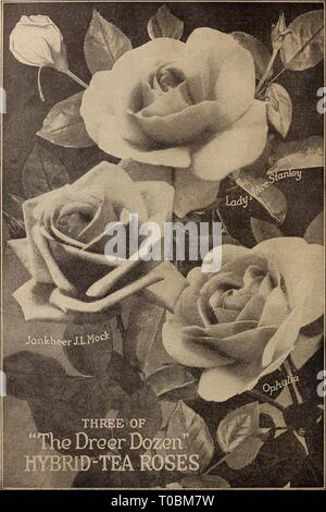 Dreer's Garten Buch 1919 (1919) Dreer's Garten Buch 1919 dreersgardenbook 1919 henr Jahr: 1919 Stockfoto