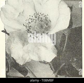 Dreer's Garten Buch 1930 (1930) Dreer's Garten Buch 1930 dreersgardenbook 1930 henr Jahr: 1930 Hybrid-Rugosa Tree-Shaped Rosen neue Rosen rot F. J. Grootendorst. Das könnte richtig einen Rugosa Baby, es wird ein Kreuz zwischen Rugosa und die Crimson Baby oder Polyantha aufgerufen werden. Stellen Sie sich vor, ein Strauch wie Rugosa Rose bedeckt mit Traversen von crimson Baby Rosen, und Sie werden eine faire Con-übersetzungsaktes dieses neuen Hybridsorte. Es ist nicht eine Rose, die sie in ihr Bett von Hybrid-Tea oder Hybrid-Per petual zu pflanzen - Rosen, aber wertvoll ist als isolierte Probe oder in einer Masse in einem Bett in einem exponierten p zu pflanzen Stockfoto