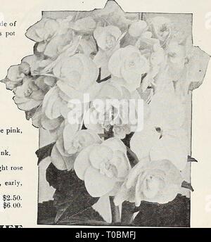Dreer's Garten Buch 1921 (1921) Dreer's Garten Buch 1921 dreersgardenbook 1921 henr Jahr: 1921 H! HRrADRm-PH | [ADaPHIA ARDif ^M^^^^â¢ 0 VERSICHERUNGSGEWERBE USEPLAhTsil "hH 0 1 I1 i^s Hortensie Hortensis Obwohl Hardy in geschützten günstigen Positionen in den Breitengrad von Philadelphia, sie werden mehr Zufriedenheit als Topf- oder Kübelpflanzen gewachsen und vor Frost geschützt. SEI. ECT FRANZÖSISCHEN SORTEN Lawine. Schöne große weiße. Baby Blmbenet. Große kompakte Traversen von silbrig-rosa Blüten. Eclaireur. Helle carmine Rose. E. G. Hill. Immense Reinrosa. General de Vibraye. Große, helle Rose. Lilie Mouillere. Schönen ca Stockfoto