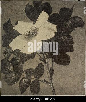 Dreer's Garten Buch 1919 (1919) Dreer's Garten Buch 1919 dreersgardenbook 1919 henr Jahr: 1919 Hybkid-Perpetual Rose, Ulrich Bkunnek. ((. JlTcred auf Seite 158) R AMANAS oder Rugosa Rose Doppel Ramanas oder Rus; osa Rosen Blanc Double de Coubert. Eine herrliche doppelt rein weiss. Conrad Ferdinand Meyer. Klar silberne Rose, schöne Buds. Hansa. Ein attraktives Doppel rötlich-violett. Nova Zembla. Eine Hybridsorte; die Blüten sind groß, der schönen Form, weiß, mit einem angenehmen bündig von Rosa. Starke zwei-jährige Pflanzen, 60 cts. Jedes; $ 6,00 pro Doz. Set mit 4 Sorten für $ 2,00. Neue PERNETIANA ROSEN, oder Hybrid Aust Stockfoto