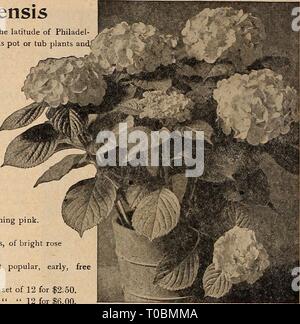 Dreer's Garten Buch 1920 (1920) Dreer's Garten Buch 1920 dreersgardenbook 1920 henr 0 Jahr: 1920 156 HENRTA DREER PHILADELPHIA-RA-^^^ fGARDEM OREEMHOUSE PFLANZEN Hydrangea Hortensis Obwohl Hardy in geschützten günstigen Positionen in den Breitengrad von Philadel - phia, werden Sie mehr Zufriedenheit als Topf- oder Kübelpflanzen andT vor Frost geschützt. Wählen Sie neue französische Sorten Lawine. Schöne große weiße. Baby Bimbenet. Große kompakte Traversen von Sil-sehr-rosa Blüten. Eclaireur. Helle carmine Rose. E. F. Hill. Immense Reinrosa. General de Vibraye. Große, helle Rose. Lilie Mouillere. Bea Stockfoto