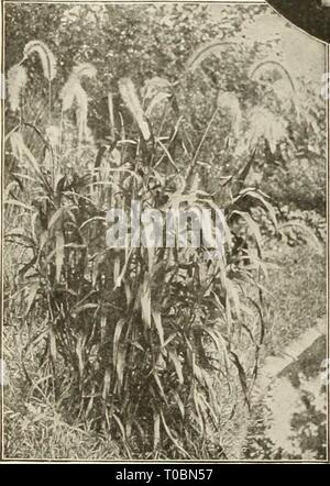 Dreer's Garten Buch 1925 (1925) Dreer's Garten Buch 1925 dreersgardenbook 1925 henr Jahr: 1925 Stockfoto