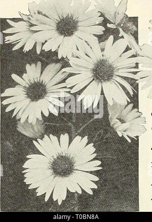 Dreer's Garten Buch 1930 (1930) Dreer's Garten Buch 1930 dreersgardenbook 1930 henr Jahr: 1930 172 MAJREEPufn^-/Hardy Aster, Queen Mary allgemeine Sammlung Fallen - blühende Hardy Asters (Astern, oder Starworts) Diese gehören zu den auffälligsten unserer späten - blühende winterharte Pflanzen, geben eine Fülle von Bloom im September und Oktober, eine Jahreszeit, wenn die meisten anderen hardy Blumen sind Vergangenheit, und für den besten Effekt sollte in Massen von einer Farbe gepflanzt werden. Sie wachsen in jedem Boden. Die Sammlung angeboten unterhalb der erlesensten Sorten nur hergestellt wird. Anita Ballard. Licht lobelia Blau, shadin Stockfoto