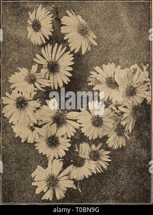 Dreer's Garten Buch 1920 (1920) Dreer's Garten Buch 1920 dreersgardenbook 1920 henr 0 Jahr: 1920 Aster amellus Hardy Aster novi Belgii Höhepunkt Herbst - blühende HARDY ASTERS (Astern, oder Starworts) Diese gehören zu den auffälligsten von spät-floweriug winterharte Pflanzen, geben eine Fülle von Bloom im September und Oktober, eine Jahreszeit, wenn die meisten anderen hardy Blumen Vergangenheit sind, und für den besten Effekt in Massen von einer Farbe gepflanzt werden. Sie wachsen in jedem Boden. Die Sammlung angeboten belowMs der erlesensten Sorten nur die weedy Art beseitigt werden. Chapmatli. Anmutige Sprays Stockfoto