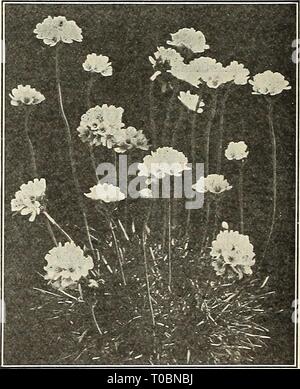 Dreer's Garten Buch 1923 (1923) Dreer's Garten Buch 1923 dreersgardenbook 1923 henr Jahr: 1923 Dreer lang trieb Aquilegia (akelei) Hymne (Marguerite) AQUILEGIAS oder COLUMBINES Die columbines sind eines der elegantesten und schönsten winterharte Pflanzen, deren anmutige trieb Blüten produziert auf Stiele Rising 2 Füße pr Mehr über dem beautifullj" Laub, und sollte eingepflanzt werden, wo ihre Anwesenheit dienen wird ein zu steif und formell Pflanzen zu erleichtern, für die keine andere Pflanze ist so eine Gnade als die Columbine luftig, großzügiger seiner Blüten, oder effektiver - für c ly angepasst Stockfoto