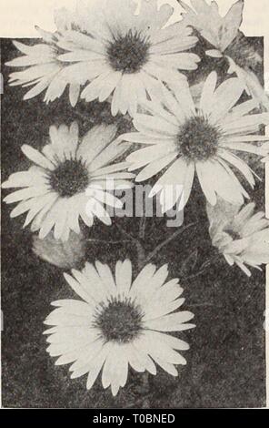 Dreer's Garten Buch Henry Dreer's Garten Buch/Henry A. Dreer. dreersgardenbook 1931 dree Jahr: Ich winterharte Staude PIANTS J, M'Hardy Aster, Queen Mary allgemeine Sammlung Fallen - blühende Hardy Asters (Astern, oder Starworts) Diese gehören zu den auffälligsten unserer späten - blühende winterharte Pflanzen, geben eine Fülle von Bloom im September und Oktober, eine Jahreszeit, wenn die meisten anderen hardy Blumen sind Vergangenheit, und für den besten Effekt sollte in Massen von einer Farbe gepflanzt werden. Sie wachsen in jedem Boden. Die Sammlung angeboten unterhalb der erlesensten Sorten nur hergestellt wird. Brüssel. Sehr große li Stockfoto