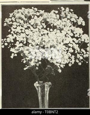 Dreer's Garten Buch 1930 (1930) Dreer's Garten Buch 1930 dreersgardenbook 1930 henr Jahr: 1930 180 (flEHTO "winterharte Staude PIANTS Gypsopkila mqiELPfMB, Bristol Fairy GypSOphila (Baby's Atem) Der Gypsophilas in jedem Boden in sonniger Lage gedeihen, und aufgrund Ihrer würdevoll angeordneten großen blütenrispen minute Blumen sollten in jedem Garten. Bristol Fee. Eine Verbesserung der gut - Doppel - Blühende form Paniculata fl bekannt. pi., mit größeren Reinere weißen Blüten, und mehr oder weniger ewigen blühende Gewohnheit. 2 bis 3 Fuß. Starke Wurzeln, 50 cts. Jedes; § 5,00 pro Doz. Paniculata. Diese Stockfoto