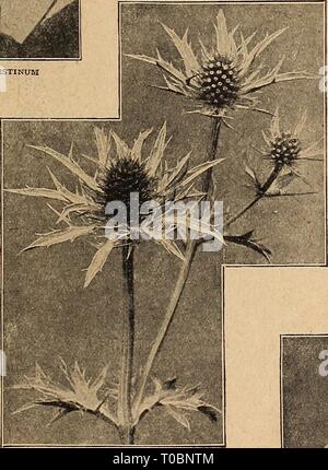 Dreer's Garten Buch 1920 (1920) Dreer's Garten Buch 1920 dreersgardenbook 1920 henr 0 Jahr: 1920 EuPATORIUM AGKRATOIDES und CcELESTINUM ECHINOPS Sphaerocephalus Thistle (Globe). Eine interessante Distel Pflanze mit großen globu-lar Staats bläulich-weißen attraktiven Blüten. 3 Füße. 25 cts. Jedes; $ 2,50 pro Doz. EPIMEDIUM (Unfruchtbar - Johanniskraut, Bishop's Hut) Zwerg - wachsende Pflanzen, 8 bis 10 cm hoch, mit ledrigen Blättern und Rispen von interessanten Blumen; das Laub aller Sorten unter angeboten. übernimmt die schönsten Schattierungen der Farben im Herbst. Mushianum Rub rum. Rosa Rot. Niveum. Zwerg, Ohr Stockfoto