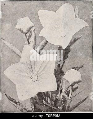 Dreer's Garten Buch 1921 (1921) Dreer's Garten Buch 1921 dreersgardenbook 1921 henr Jahr: 1921 PLATYCODON (Ballon Blume oder Japanischen Bell Flower) Die Platycodon sind eng verbunden mit der Glockenblumen, und ordentlich Form, verzweigten Büsche von aufrechter Wuchs. 2 bis 2 g Fuß hoch, ihre attraktiven blauen oder weißen Blüten, die von Juli bis Oktober, verdientermaßen eine der beliebtesten winterharte Pflanzen. (Siehe .) Grandiflorum. Deep Blue schalenförmig, sternförmige Blüten. Â Album. Ein weiß blühenden Form der oben genannten. 25 cts. Jedes; $ 2,50 pro dtz.; $ 15.00 pro 100. Hardy Garten Pinks Platycodon Gkandiplokum PI. ITMBAC; 0 Stockfoto