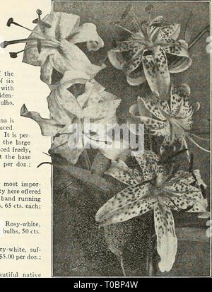 Dreer's Garten Buch 1929 (1929) Dreer's Garten Buch 1929 dreersgardenbook 1929 henr Jahr: 1929 186 (flEfflyAJREEfc^ winterharte Staude PIMTS> miMU bin ik Lilium (Lily) alle blumenrabatten sollten ein paar Lilien Durch Sie zerstreut haben. Die möglichen unten angeboten werden, können mit ausgezeichneten Ergebnissen während der frühen Frühjahr gepflanzt werden. Es ist in der Hardy Grenze, die Lilien am besten, da sie den Vorteil der Schatten der umliegenden Anlagen, die für ihr Wohlergehen notwendig ist; andere Sorten sollten im Herbst gepflanzt werden, und werden in unserem Herbst Katalog angeboten. Auratum {Golden-Gebändert Japa Stockfoto