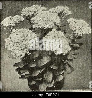 Dreer's Garten Buch 1927 (1927) Dreer's Garten Buch 1927 dreersgardenbook 1927 henr Jahr: 1927 Scabiosa caucasica Stockfoto