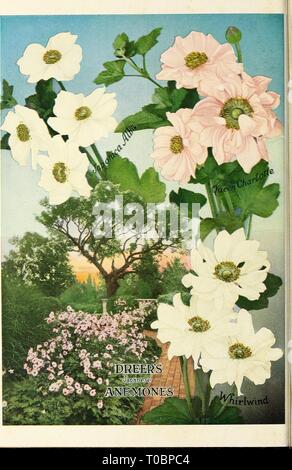 Dreer's Garten Buch 1930 (1930) Dreer's Garten Buch 1930 dreersgardenbook 1930 henr Jahr: 1930 Stockfoto