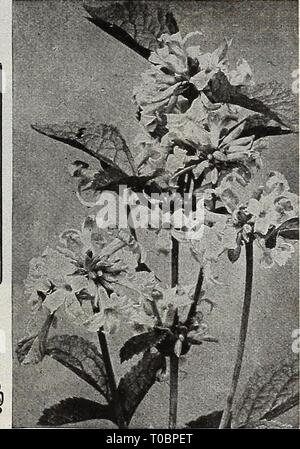 Dreer's Garten Buch 1918 (1918) Dreer's Garten Buch 1918 dreersgardenbook 1918 henr Jahr: 1918 Stockfoto