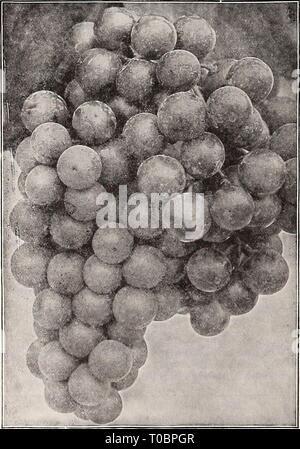 Dreer's Garten Buch 1921 (1921) Dreer's Garten Buch 1921 dreersgardenbook 1921 Jahr: 1921 Brombeeren henr Stockfoto