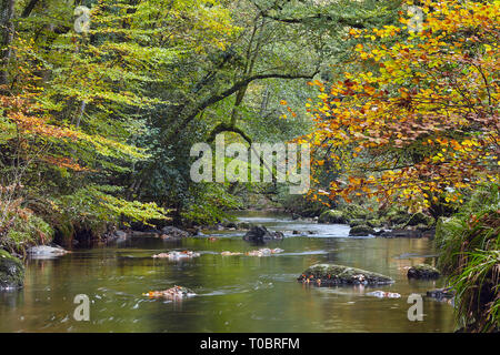 Herbstfarben im Riverside alten Laubbäume Wäldern; entlang des Flusses Teign, in der Nähe das Fingle Brücke, Nationalpark Dartmoor, Devon, Großbritannien. Stockfoto