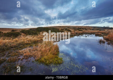 Sumpfigen offenen Moor auf Gidleigh gemeinsamen, in der Nähe von Chagford, im Nationalpark Dartmoor, Devon, Großbritannien. Stockfoto