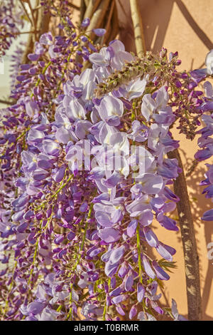 Wisteria in voller Blüte im Sommer eartly, Klettern eine Hauswand, in Bath, in der Nähe von Exeter, Devon, Großbritannien Stockfoto