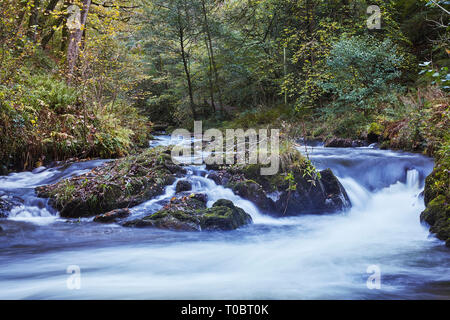 Ein Wald Fluss im Herbst; im Osten Flusses Lyn, Watersmeet, in der Nähe von Lynmouth, Exmoor National Park, Devon, Großbritannien. Stockfoto