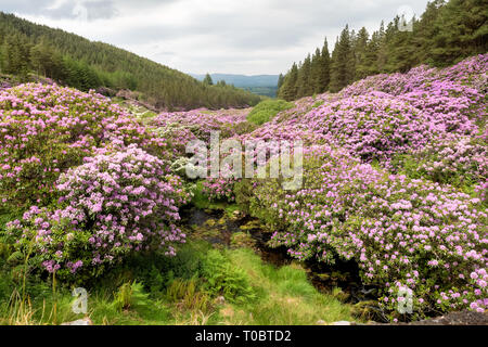 Rhododendron in der Vee-Tal in Irland wächst. Stockfoto