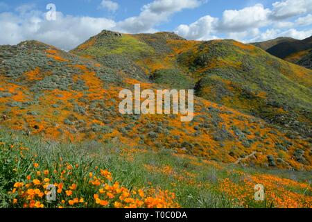 Super Blüte 2019 - Kalifornien Mohnblumen, die durch die jüngsten Regenfälle eingezogen, sind die Lackierung der inzwischen geschlossenen Walker Canyon, Lake Elsinore, in einer Welle von Farbe. Stockfoto