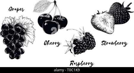 Eingestellt von Früchten und Beeren, auf weißem Hintergrund. Hand gezeichnete Elemente wie Traube, Kirsche, Erdbeere und Himbeere. Vector Illustration Stock Vektor