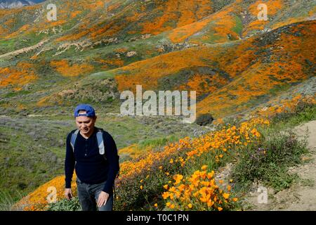 Mann, Wandern die Wanderwege der Walker Canyon, ist von wunderschönen goldenen Mohn während des Super Blüte umgeben. Der Canyon ist nun auf alle geschlossen. Stockfoto