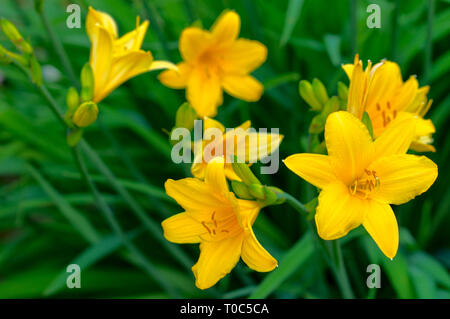 Ein daylily ist eine blühende Pflanze, die in der Gattung Hemerocallis Hobbygärtner und professionelle Gartenbauer haben lange daylily Arten für t gezüchtet Stockfoto