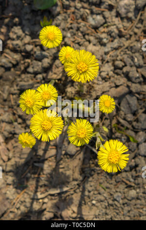 Tussilago farfara medizinische Pflanze. Huflattich (Tussilago farfara L.) Blumen im Frühjahr Wald. Stockfoto