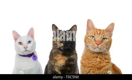 Drei Katzen in einer Reihe auf weißen isoliert. Weiße Katze mit Heterochromia, schwarz und orange Katzen. Stockfoto