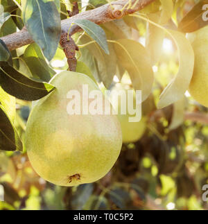 Sonne auf der schönen Reif d'Anjou anjou Birne Früchte hängen von Baum im Orchard Stockfoto