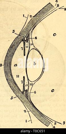 Elementare Anatomie und Physiologie grundlegende Anatomie und Physiologie: für Hochschulen, Akademien und andere Schulen elementaryanato 00 hitc Jahr: UND PHYSIOLOGIE 1869. 371 682. Choroid Mantel.-Iris. ". 340. - Ciliary Prozesse. - Die mittlere Schicht des Auges bis drei Portionen vorgenommen, die Aderhaut, die Iris und die Ciliary pro-zessen. Die erste, Aderhaut, wird aus der Tatsache, dass es sich voll und ganz der Blut genannt - Schiffen, einer Schokolade-braune Farbe auf der Außenseite und ein tiefes Schwarz auf der Innenseite. Es deckt die hinteren vier Fünftel des Auges, und entspricht der Sklerotischen Mantel außerhalb o Stockfoto