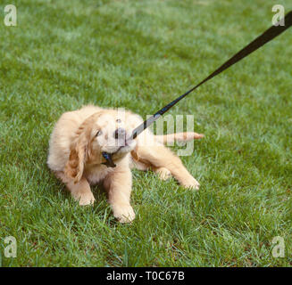 Golden lab Labrador Retriever Hund kauen Ziehen an der Leine. Nett, freundlich, lustig, jungen Welpen. Schlechte pet Verhalten Tier Schulungskonzept. Stockfoto