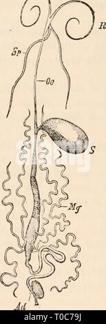 Elementare Lehrbuch der Zoologie, tr Stockfoto
